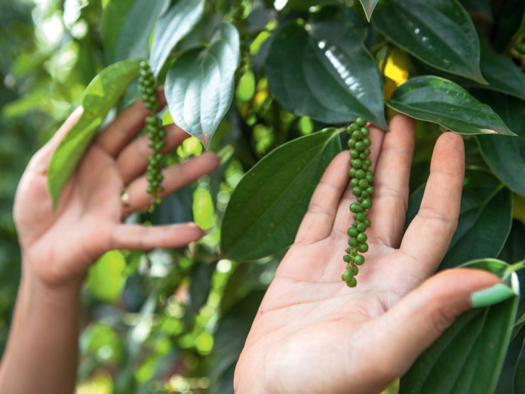 La couleur du poivre dépend de son degré de maturation. C’est cueilli rouge qu’il développe le plus de saveur.