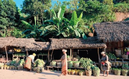La «Vanille Bourbon» de Madagascar, trésor convoité La «Vanille Bourbon» de Madagascar, trésor convoité