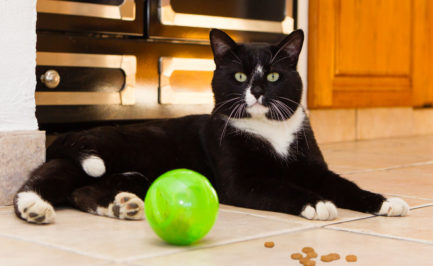 Croquettes pour chat: la gamelle qui rend malade