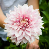 Photos: Jean-Luc Barmaverain