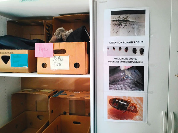 Informations sur les punaises de lit